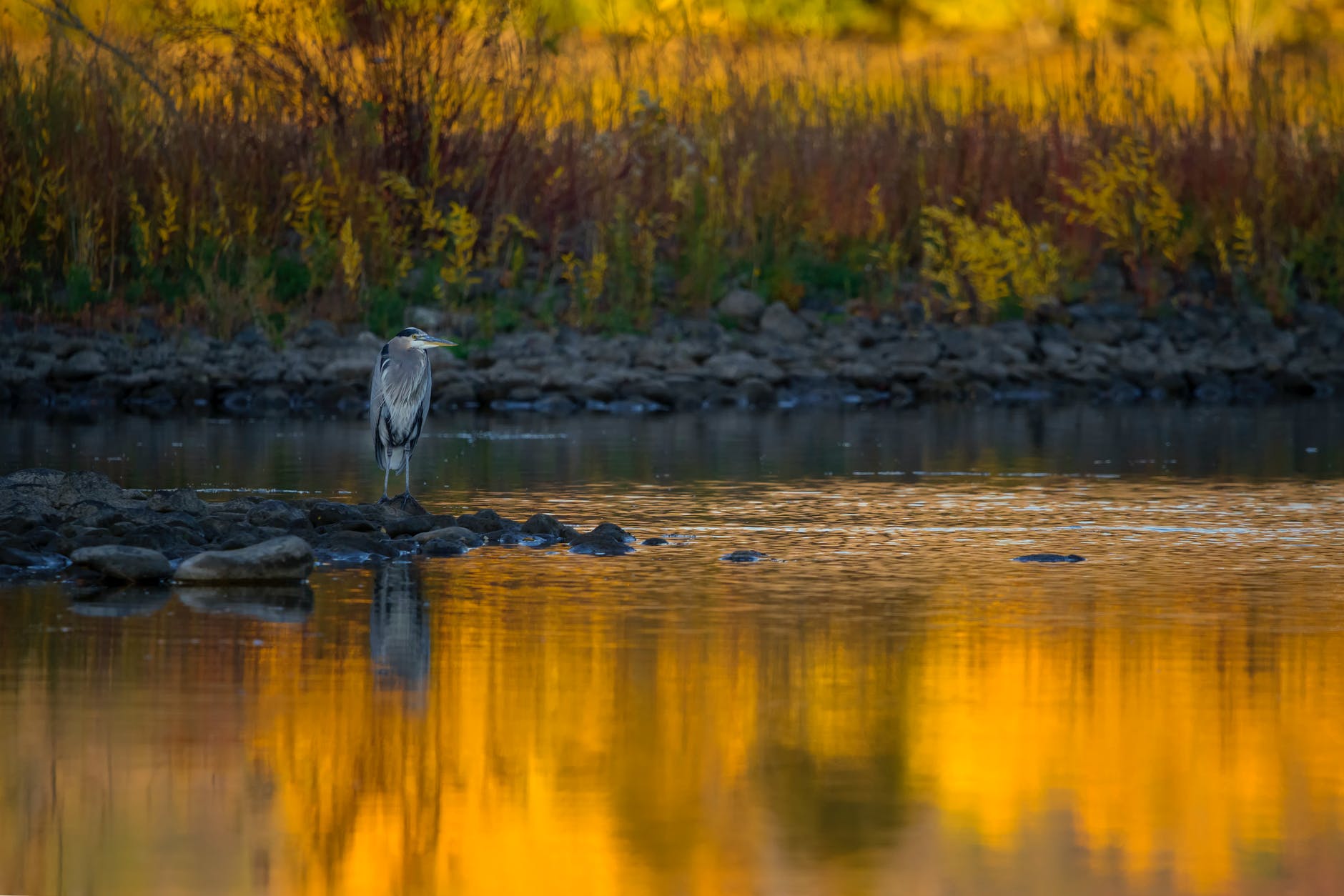 gray bird on ground near water