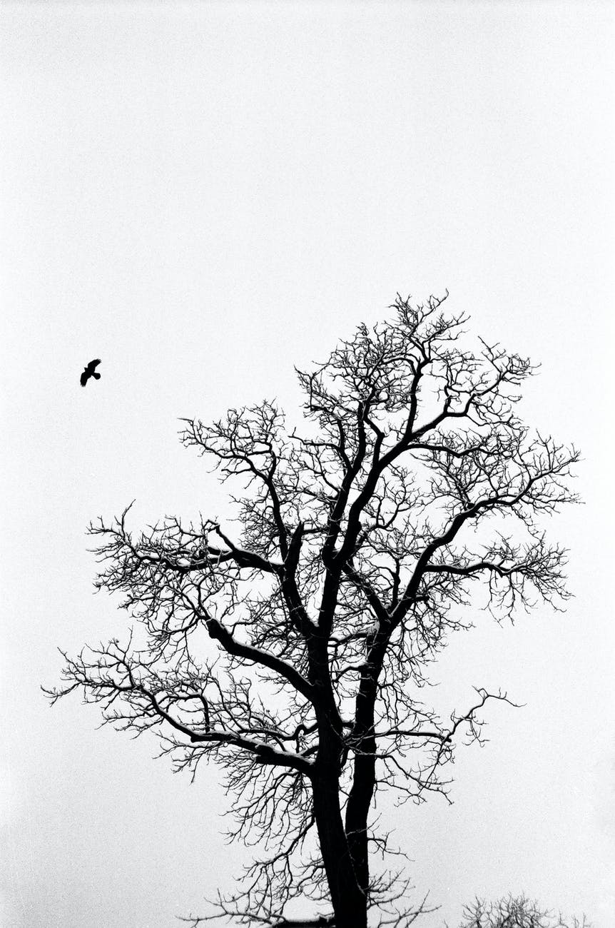 black bird flying over leafless tree